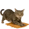Эмодзи Непослушный кот