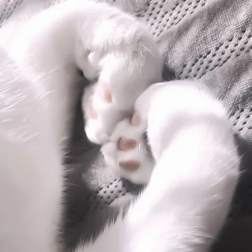Эмодзи Meow 2