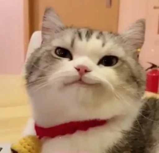 Эмодзи Meow 2