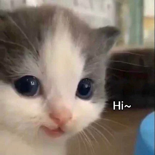 Эмодзи Meow 2