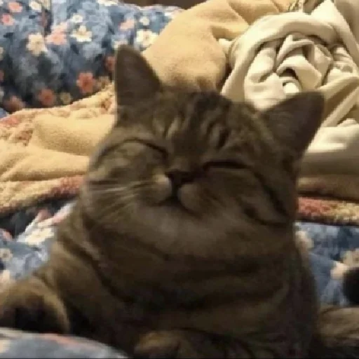 Эмодзи Meow 2