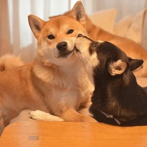 Эмодзи Милые Песики