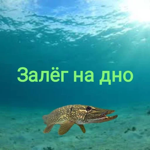 Эмодзи Щука и Окунь | Мемы