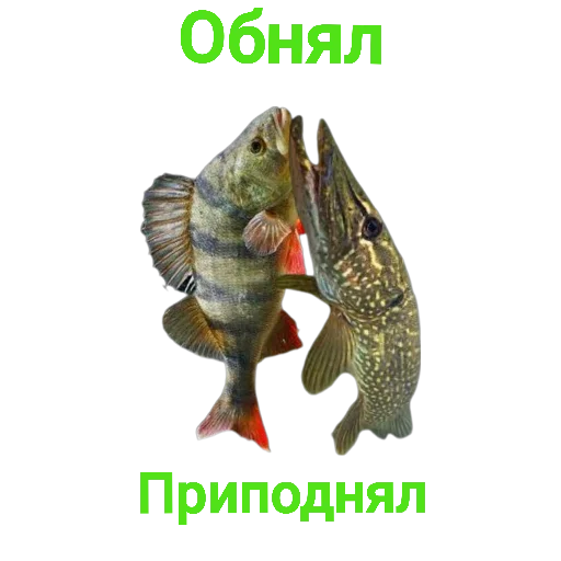 Эмодзи Щука и Окунь | Мемы