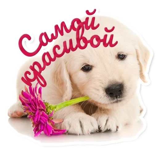 Эмодзи Милые Питомцы