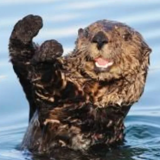 Эмодзи otter