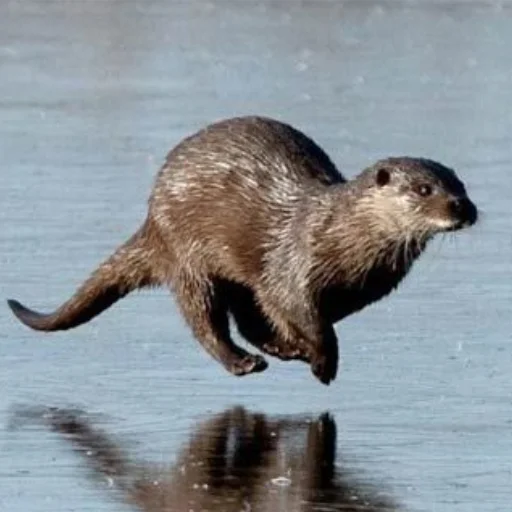 Эмодзи otter