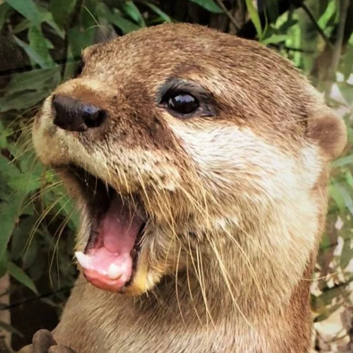 Эмодзи otter