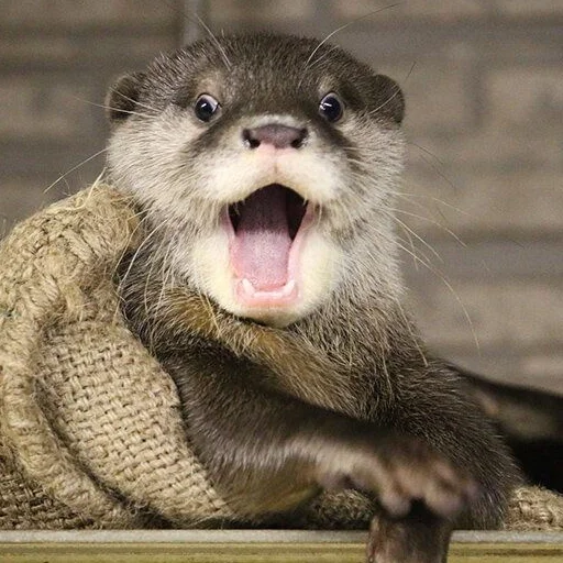 Эмодзи otter