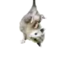 Эмодзи Opossum Coming