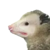Эмодзи Opossum Coming