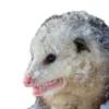 Эмодзи Opossum Coming