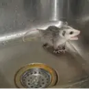 Эмодзи Ох уж эти опоссумы