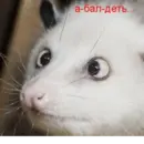 Эмодзи Ох уж эти опоссумы