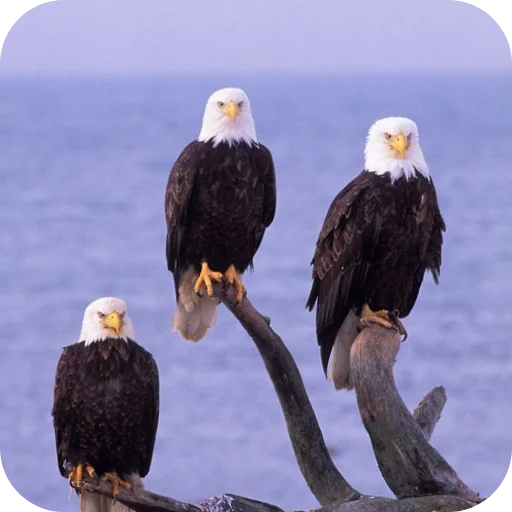 Эмодзи Eagles