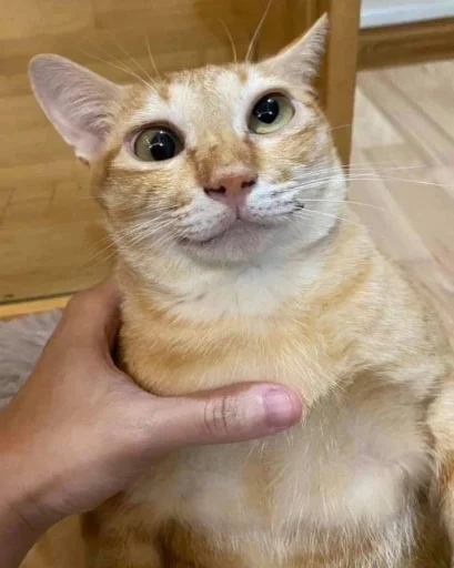 Эмодзи Cats memes