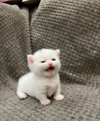 Эмодзи Cats memes