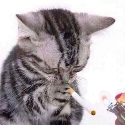 Эмодзи Cats memes