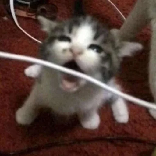 Эмодзи Cats memes