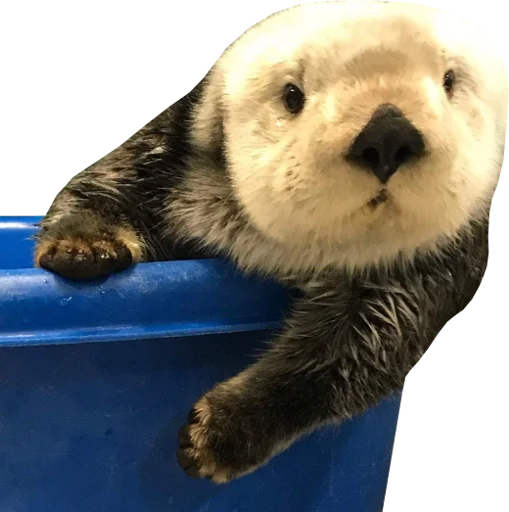 Эмодзи Otters Gotta Ott 4