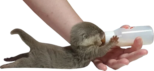 Эмодзи Otters Gotta Ott 4