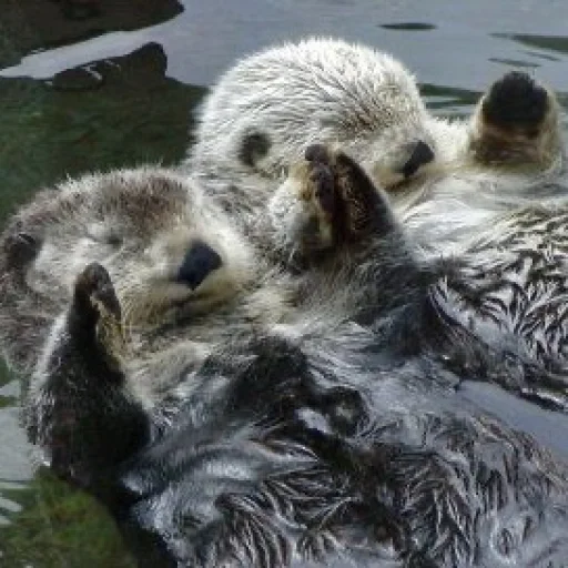 Эмодзи Выдры