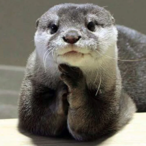 Эмодзи Выдры