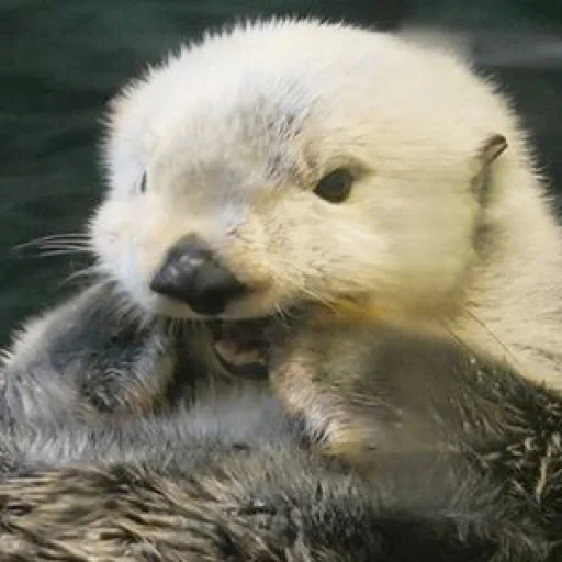 Эмодзи Выдры