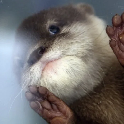 Эмодзи Выдры