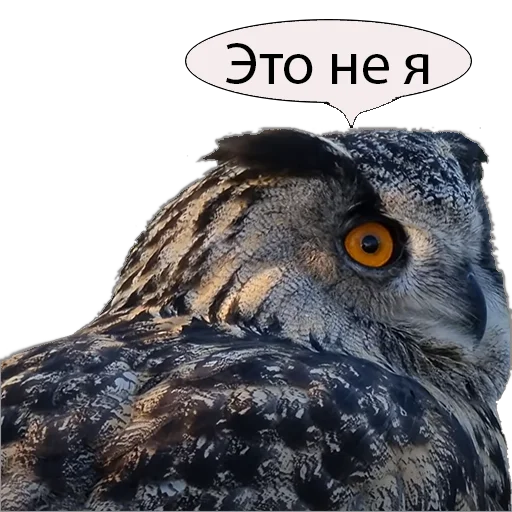 Эмодзи Owl Yoll and Co