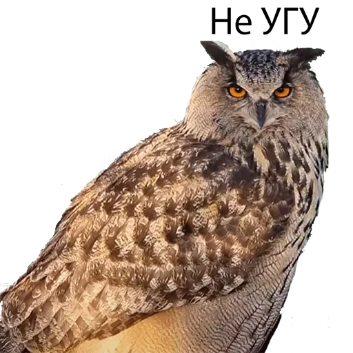 Эмодзи Owl Yoll and Co