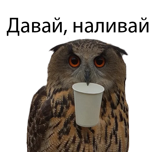 Эмодзи Owl Yoll and Co