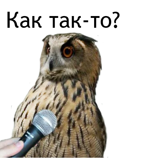 Эмодзи Owl Yoll and Co