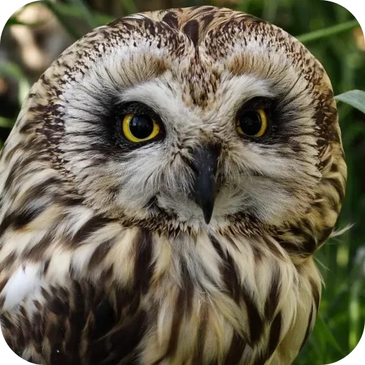 🦉