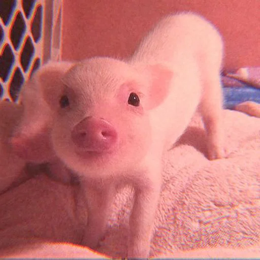 Эмодзи Piggy