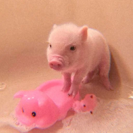 Эмодзи Piggy