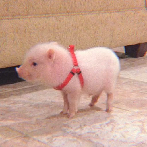 Эмодзи Piggy