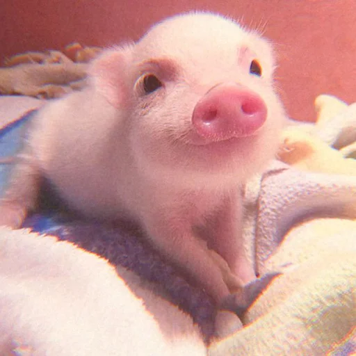 Эмодзи Piggy