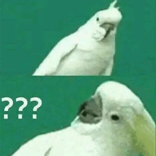 Эмодзи Папужки