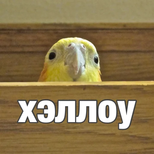 Эмодзи Попуги