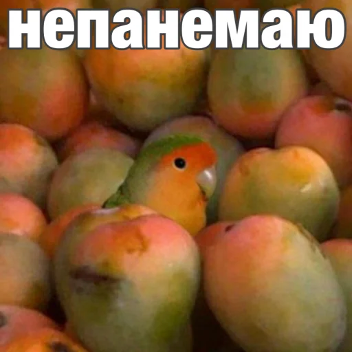 Эмодзи Попуги