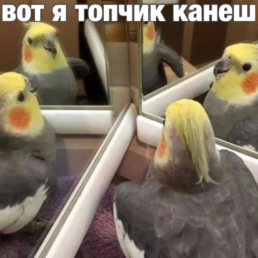 Эмодзи Попуги