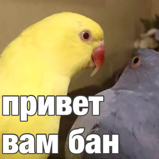 Эмодзи Попуги