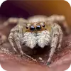 🕷