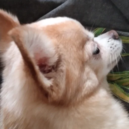 Эмодзи Персик