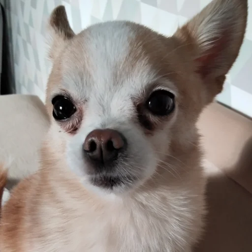 Эмодзи Персик