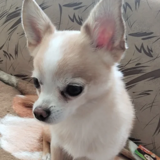 Эмодзи Персик