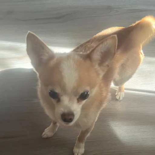 Эмодзи Персик