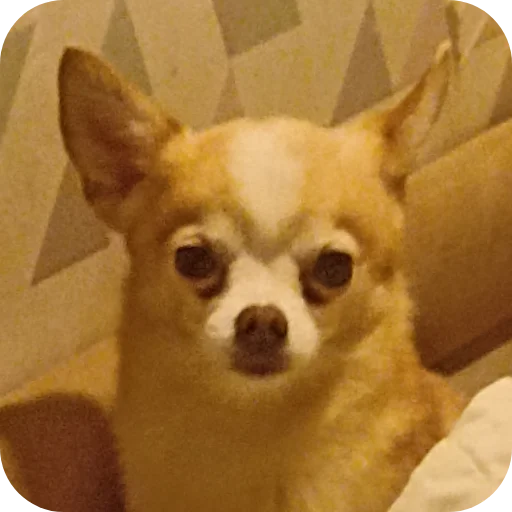 Эмодзи Персик