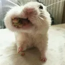 Эмодзи Animal mem